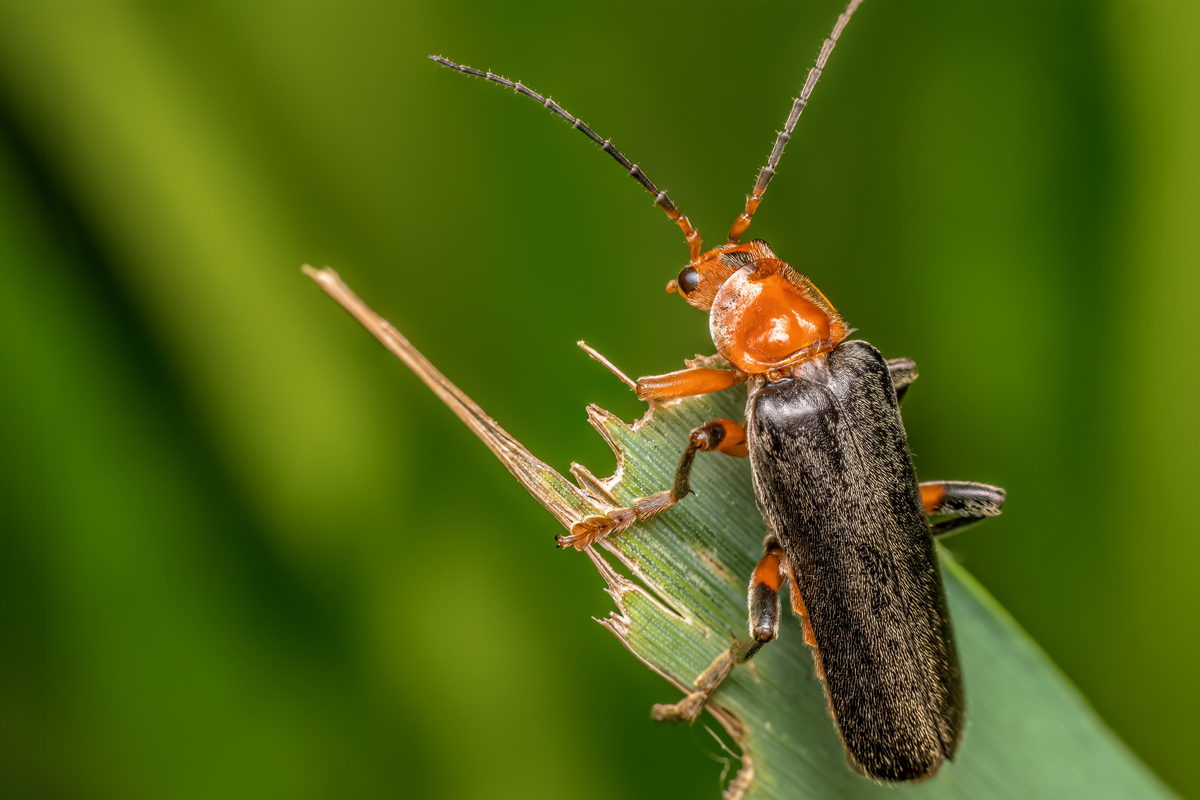 Bombardier beetle on a plant
