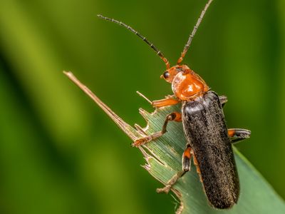 6 Animals With Built-In Toolkits