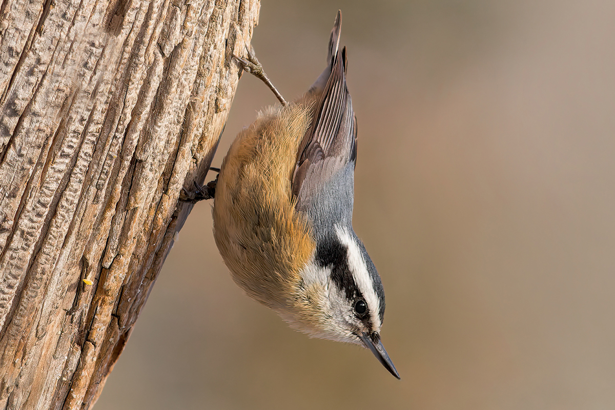 Small bird walking down tree trunk with head facing downward