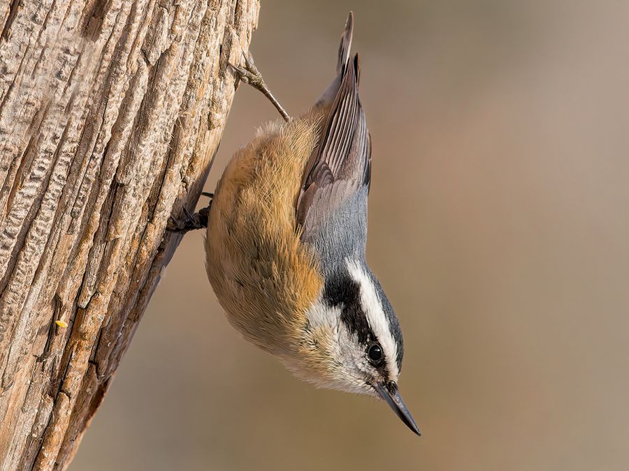 5 Animals That Spend Their Lives Upside Down
