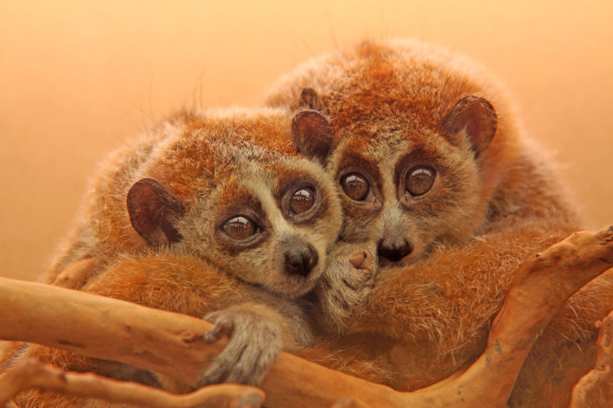 Two slow lorises clutching each other