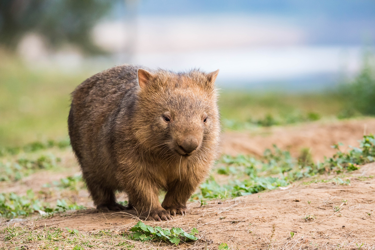 Wombat walking