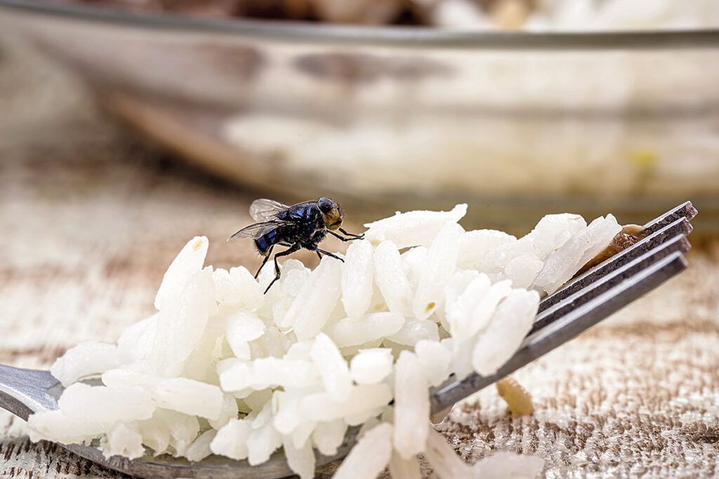 Fly on rice