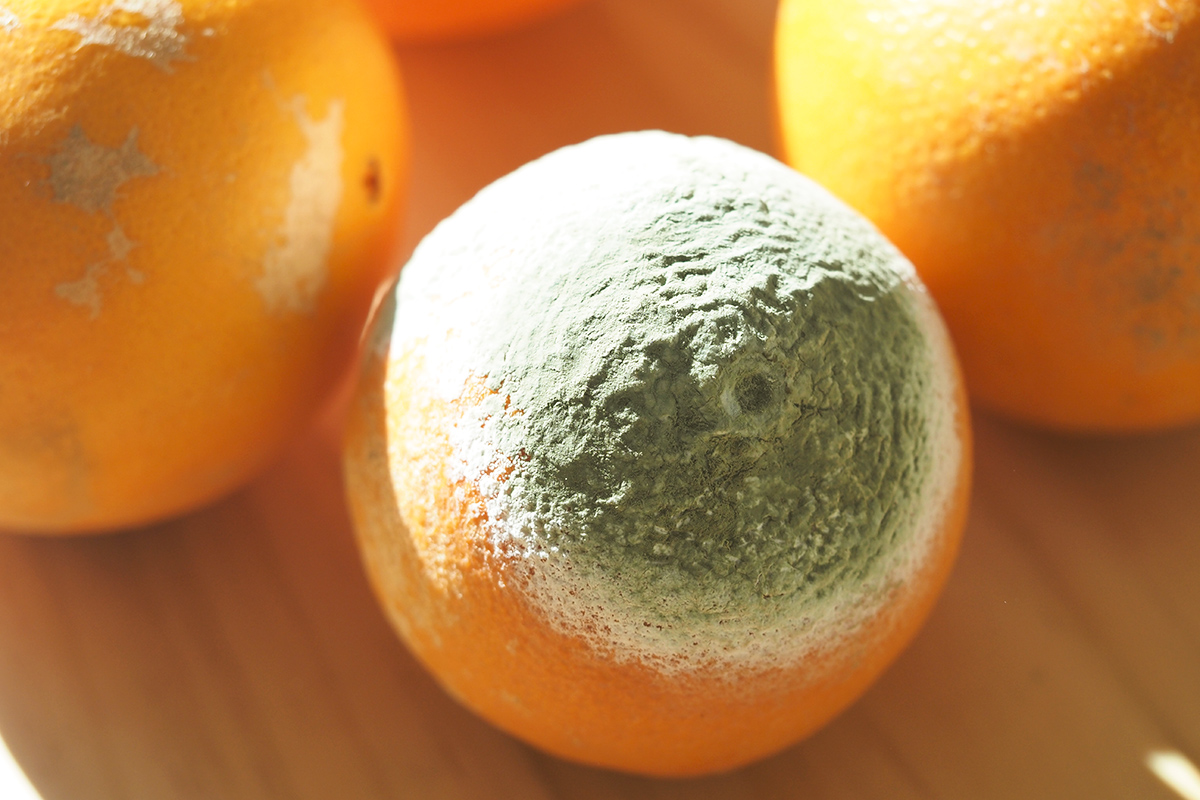 Moldy orange