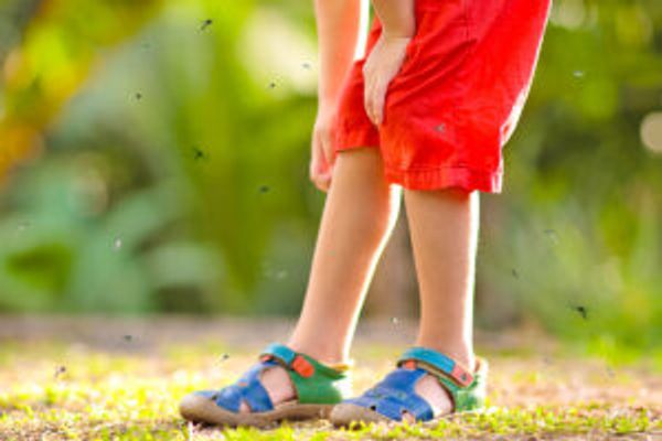 Legs with bugs flying around