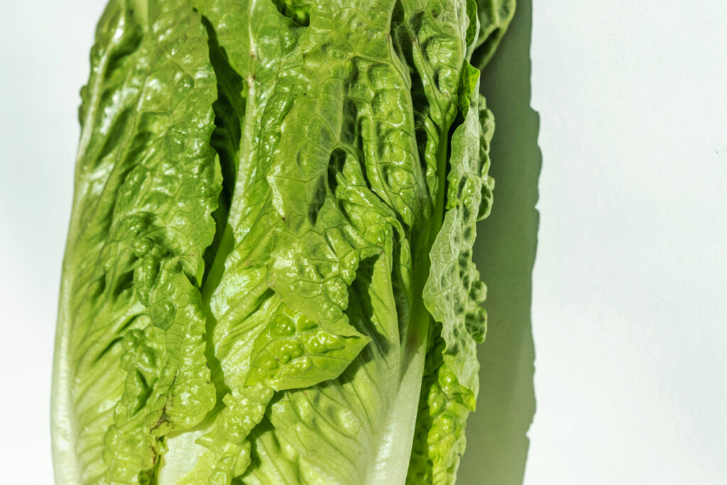 Close-up of lettuce