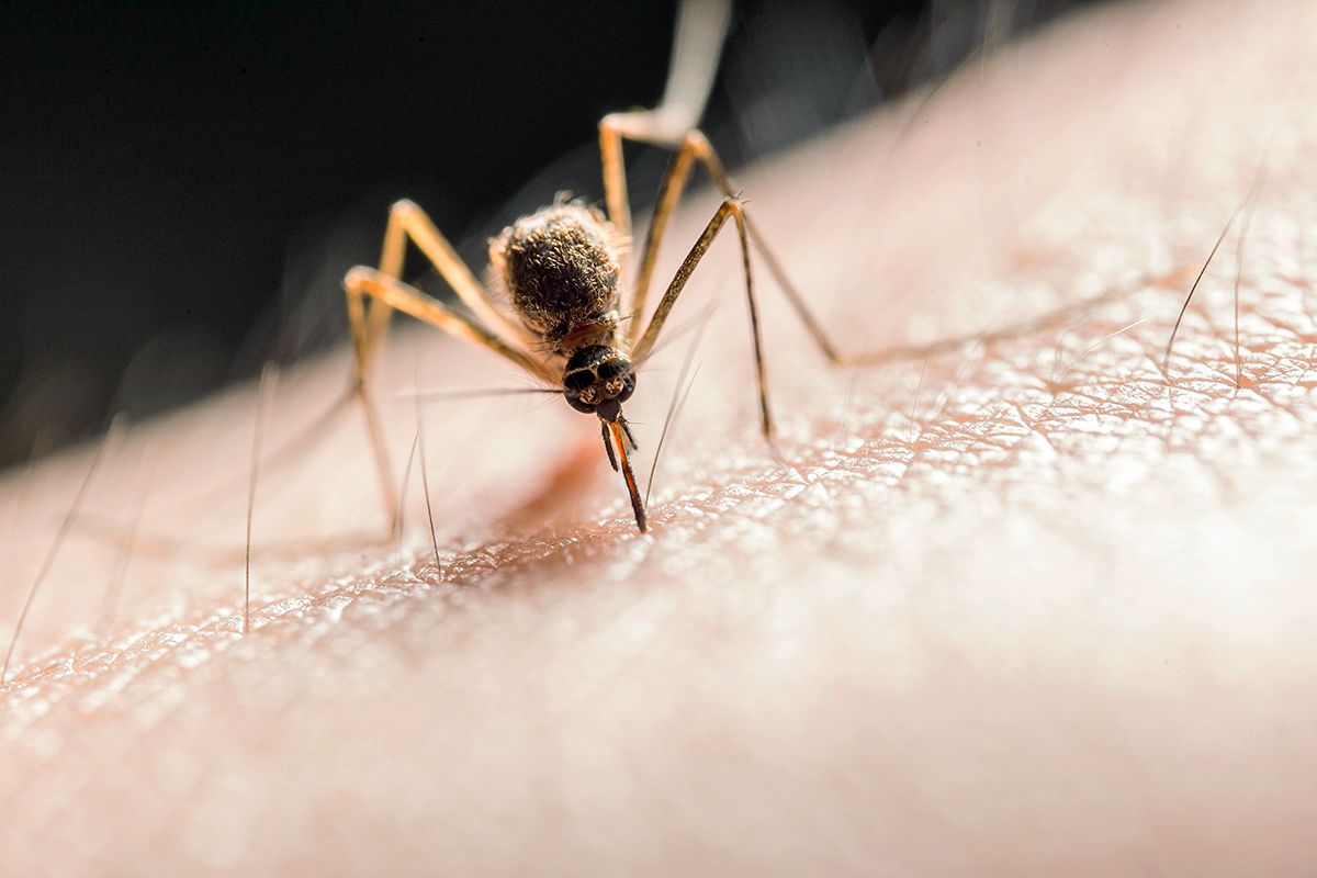Mosquito biting a person