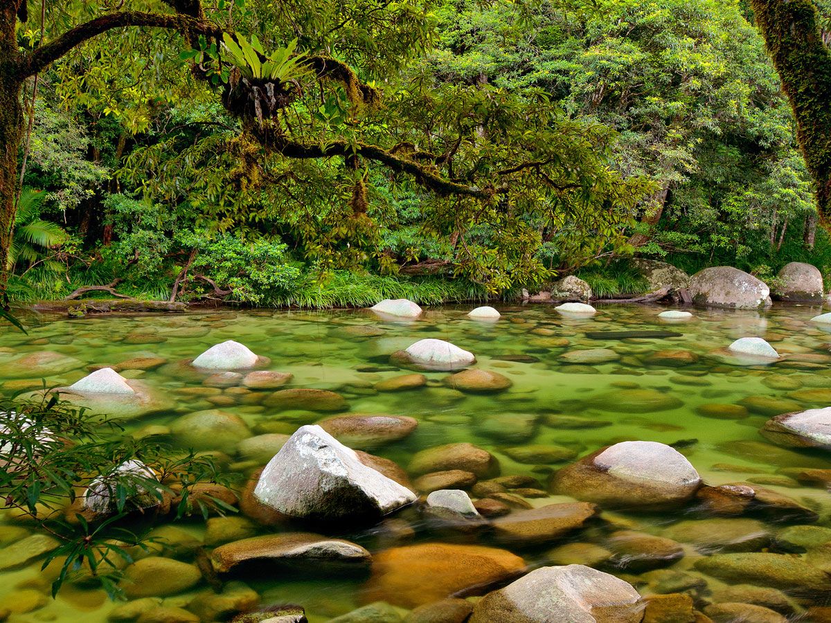 Translucent river in Daintree Rainforest of Australia