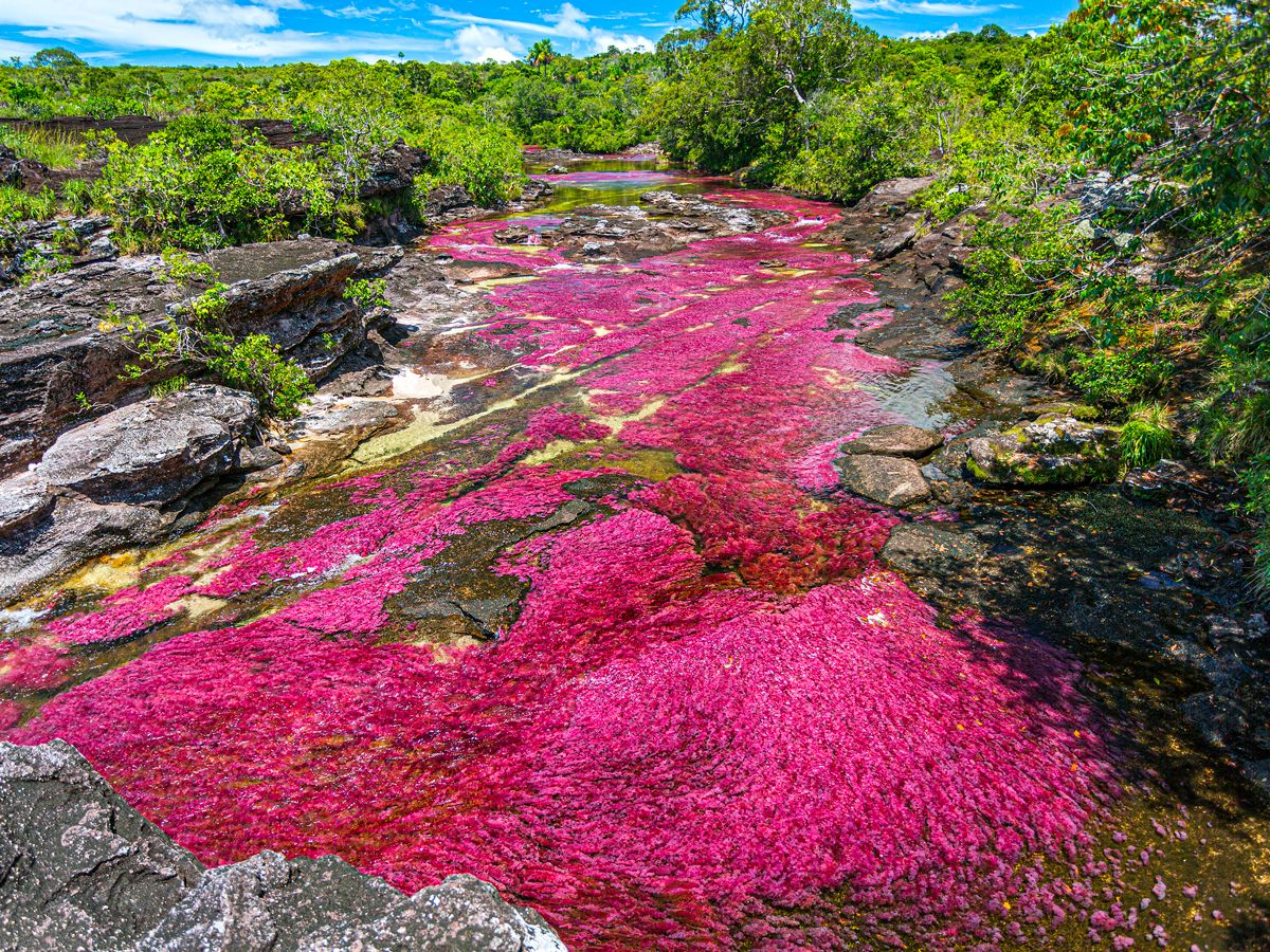 Bright red colors in Caño Cristales river, deemed Colombia’s “Liquid Rainbow”