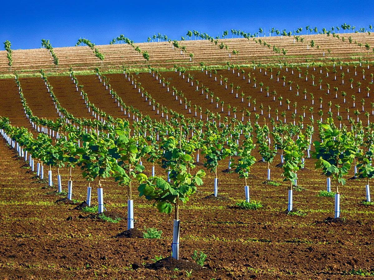 Young hazelnut trees on hillside in Oregon