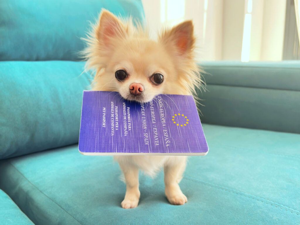 Small dog holding a passport in its mouth