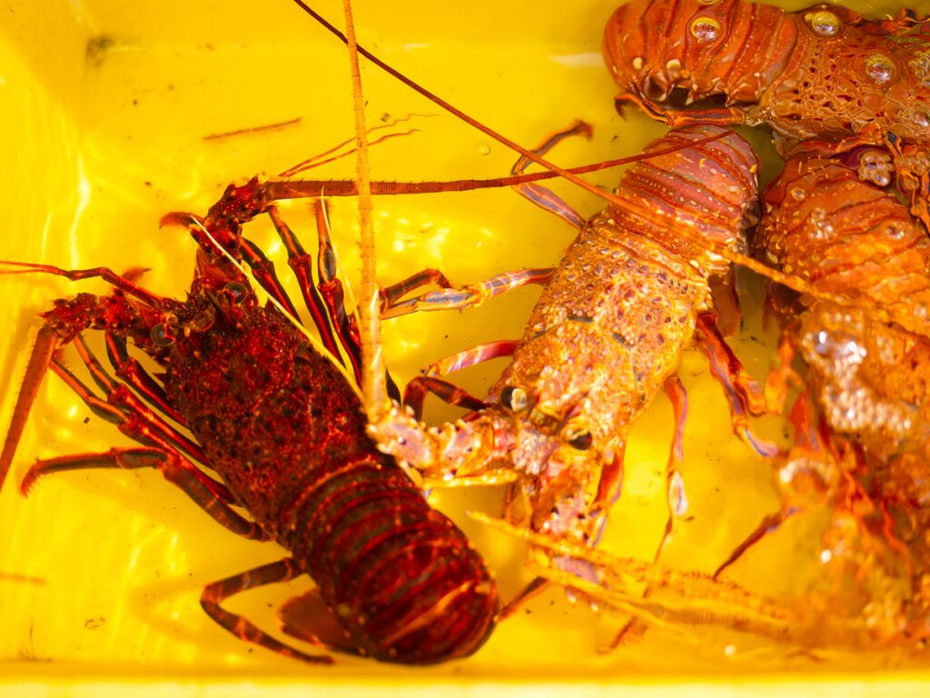 Thailand fish market lobsters