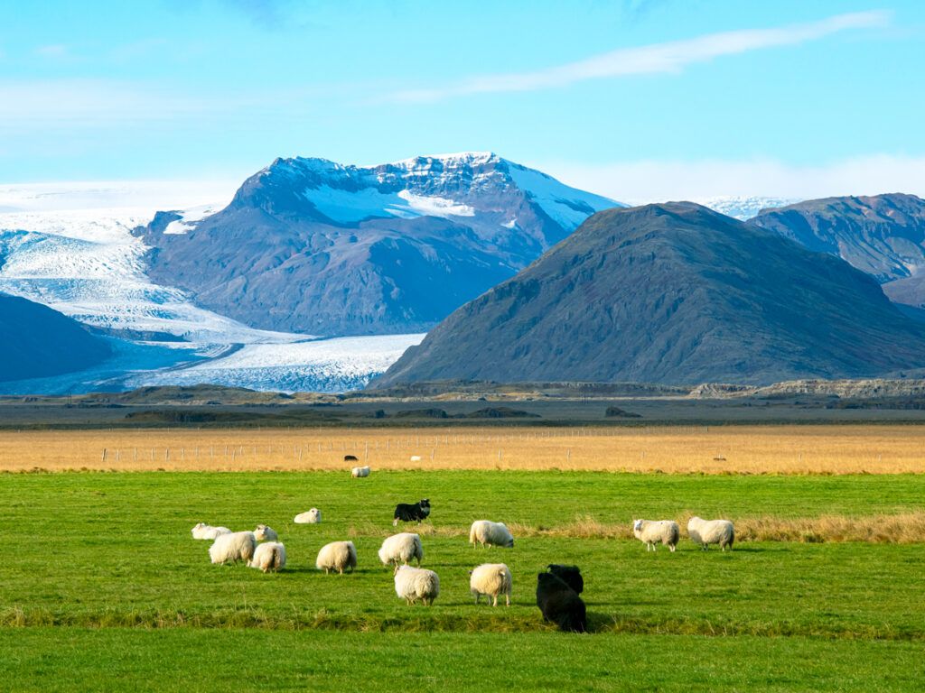 Icelandic sheep grazing in front of mountains
