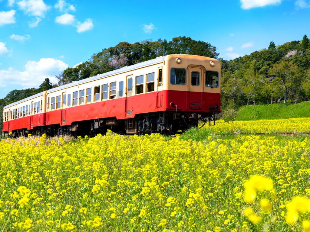 Train traveling through field of poppies