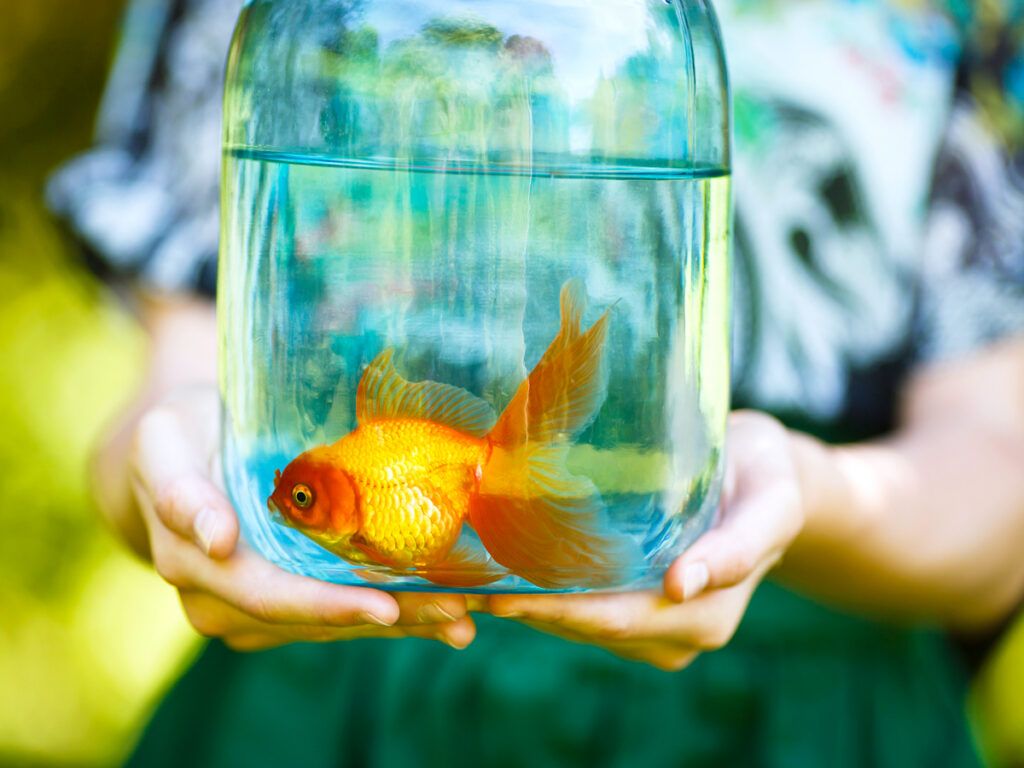 Jar with a goldfish