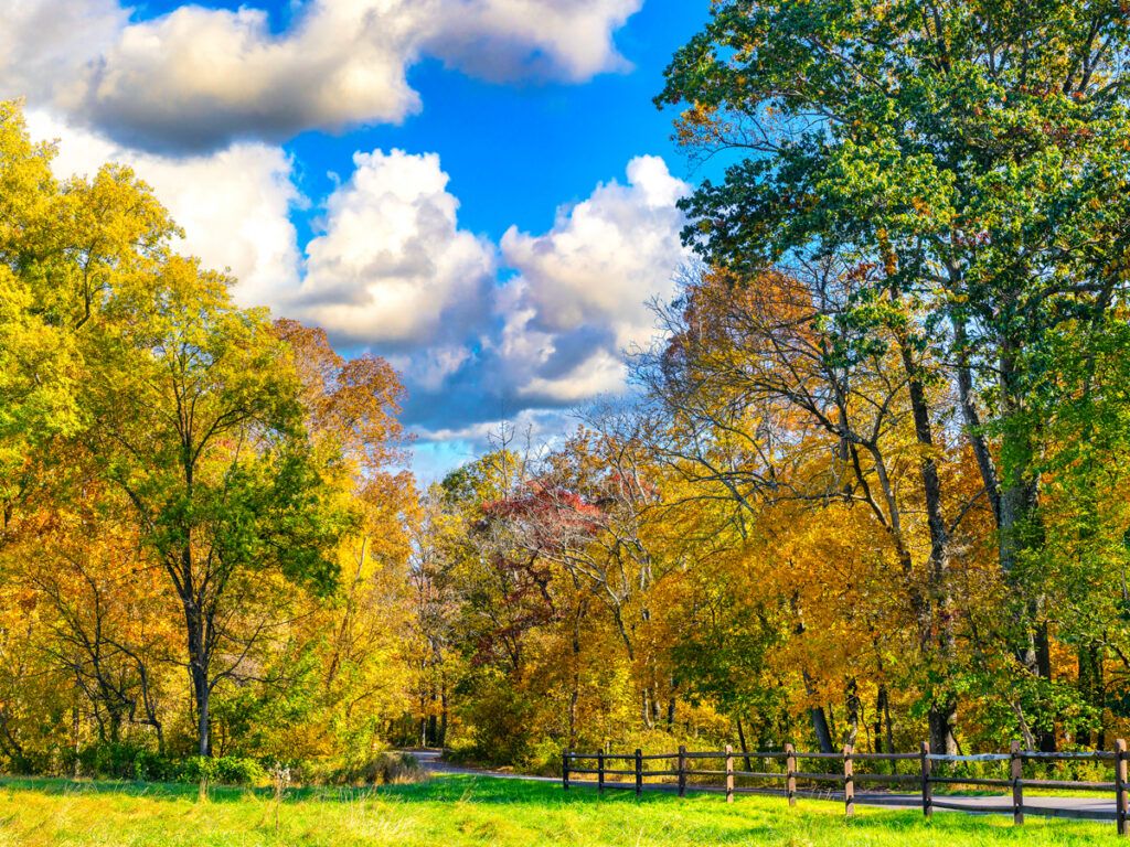 Autumn leaves at Tyler State Park in Pennsylvania