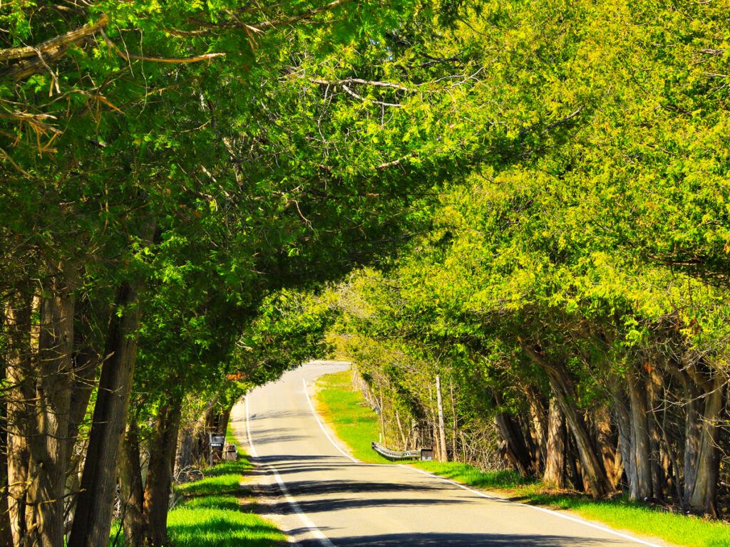 Tunnel of Trees in Harbor Springs, Michigan