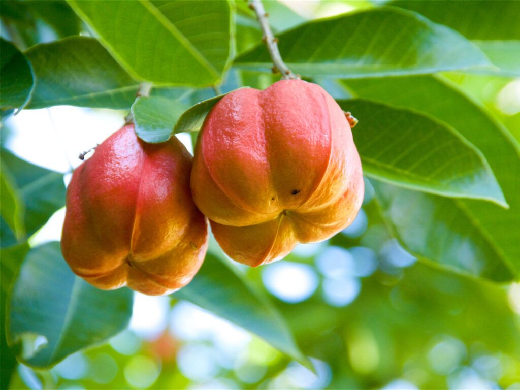 Fresh ackee on a tree