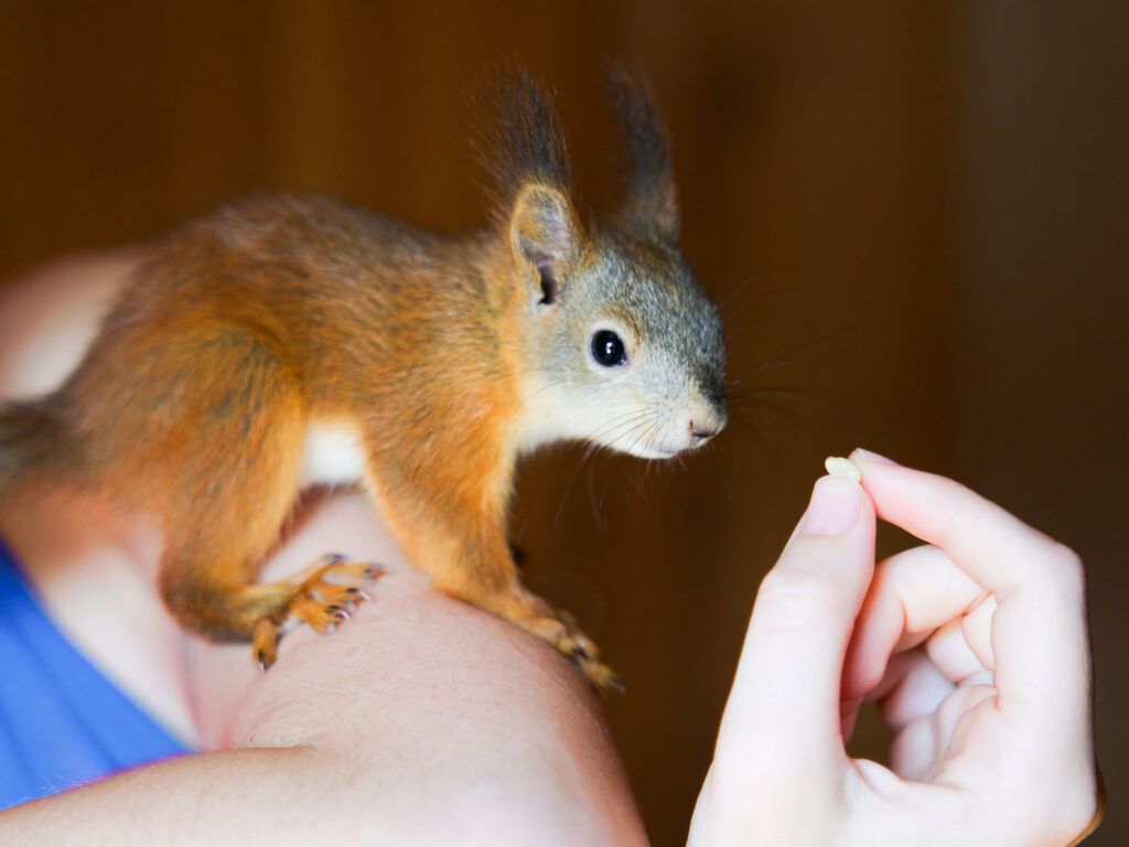 Squirrel