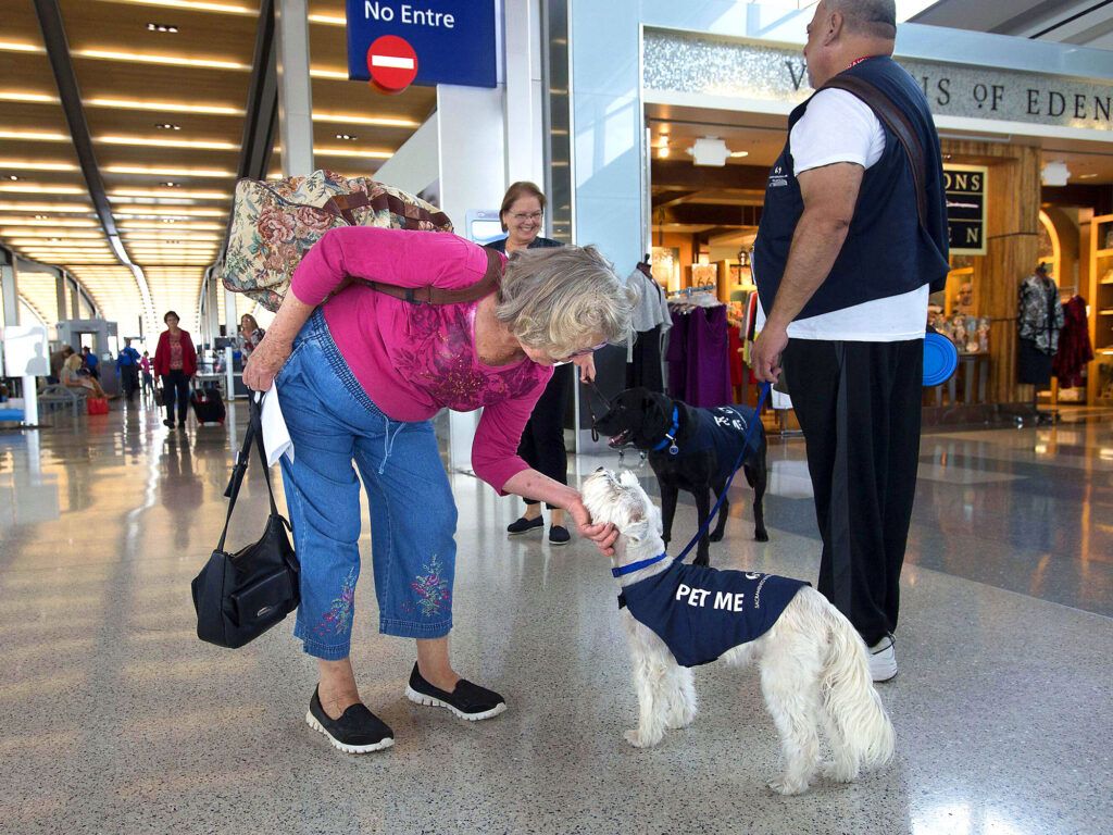 Passenger pets therapy dog Gosha at Sacramento International Airport, California
