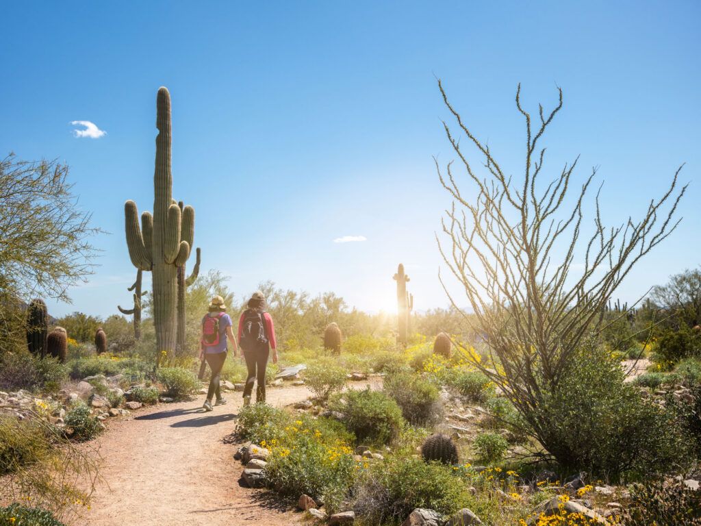 Hikers on a desert trail in Scottsdale, Arizona