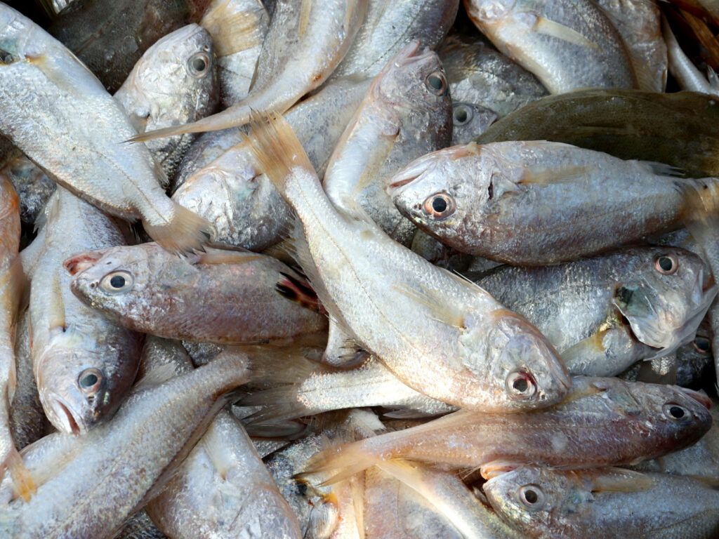 Fish