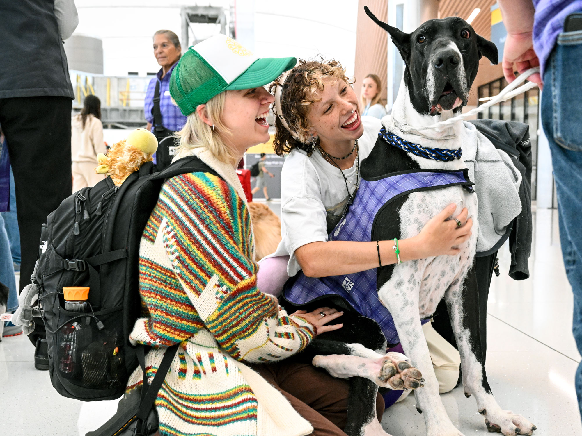Passengers pet Royal the Great Dane at Denver International Airport
