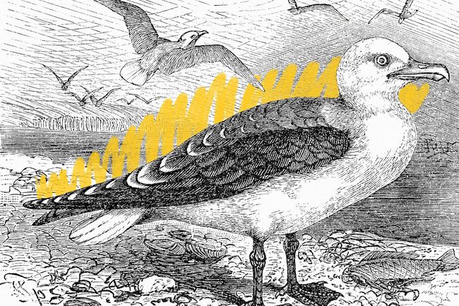 Print of a seagull, 1881