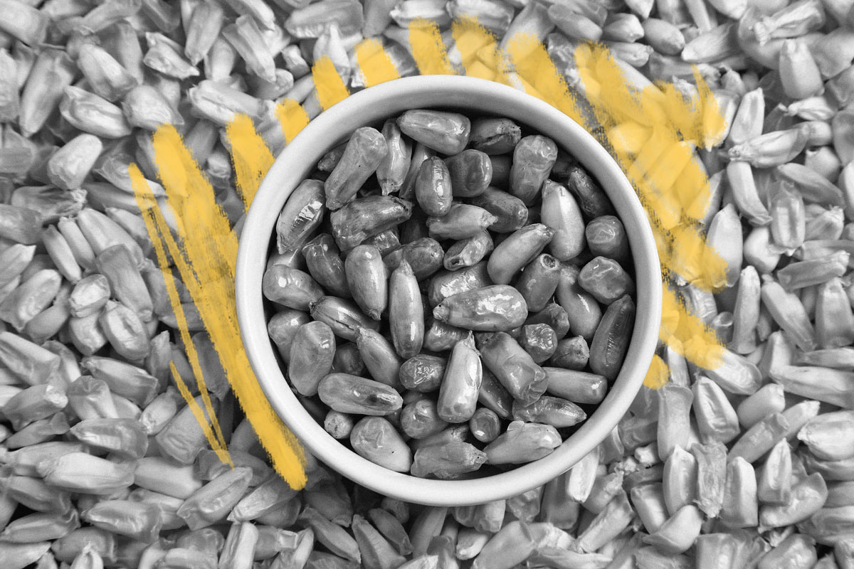 Corn kernels