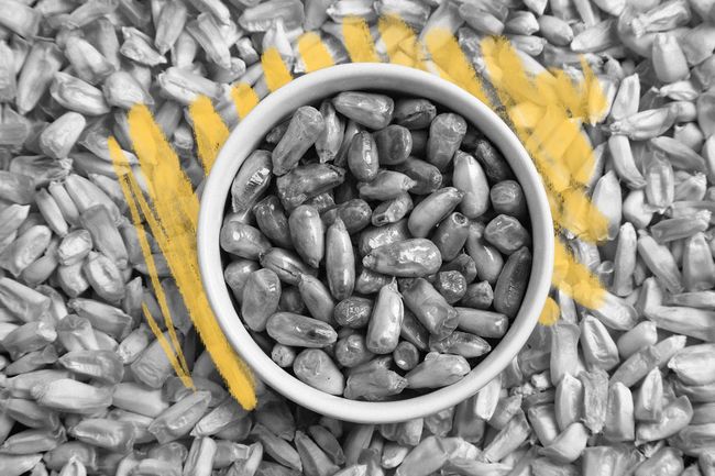 Corn kernels