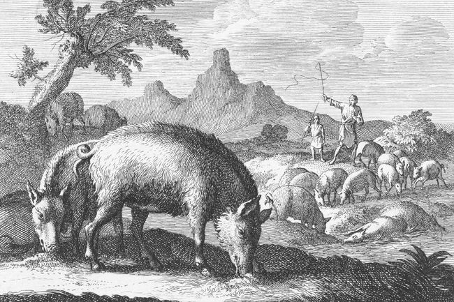 Swineherd with herd of pigs