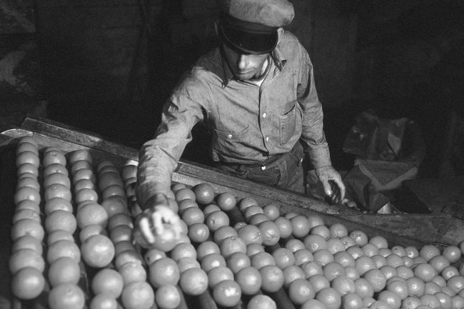 Orange packing plant, 1943