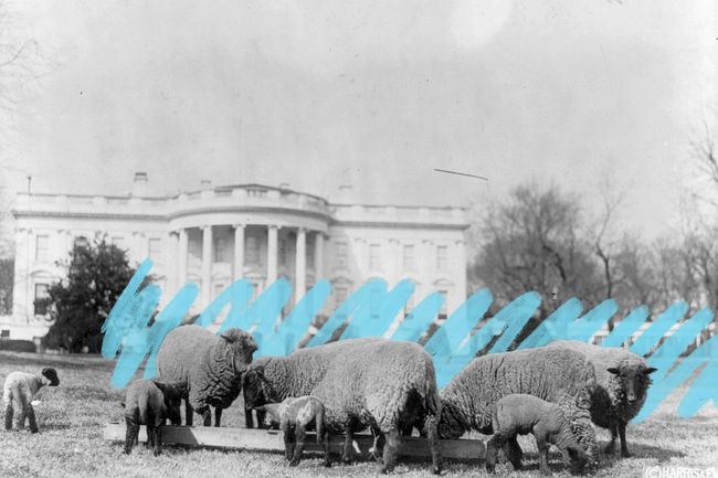 Sheep graze on White House lawn, 1919