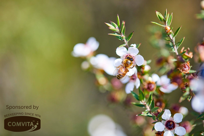 Why Planting Flowers Can Help More Than Your Garden