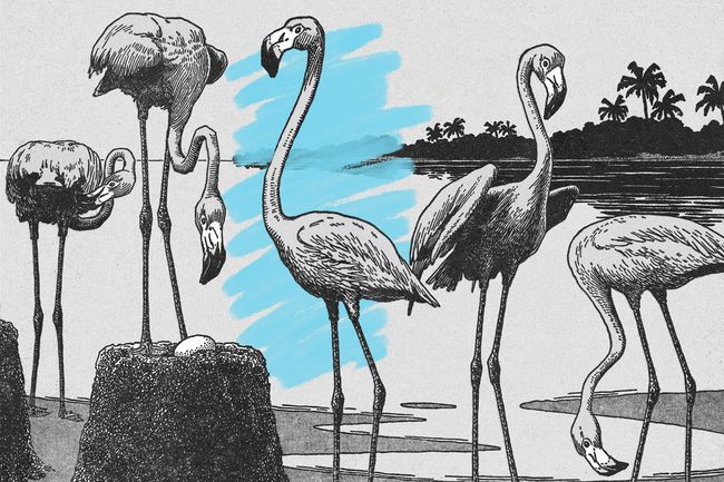 Flamingos