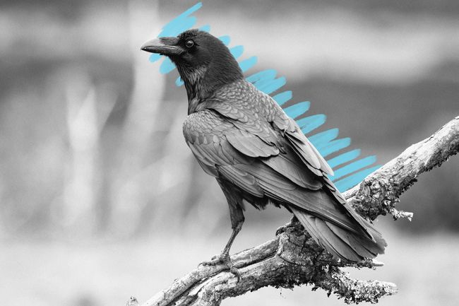 A common raven