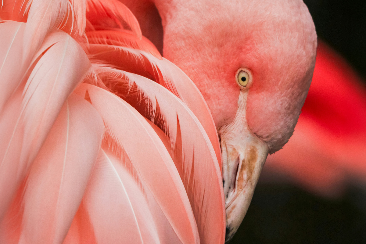 A close up of the wing and eye of a bright pink flamingo