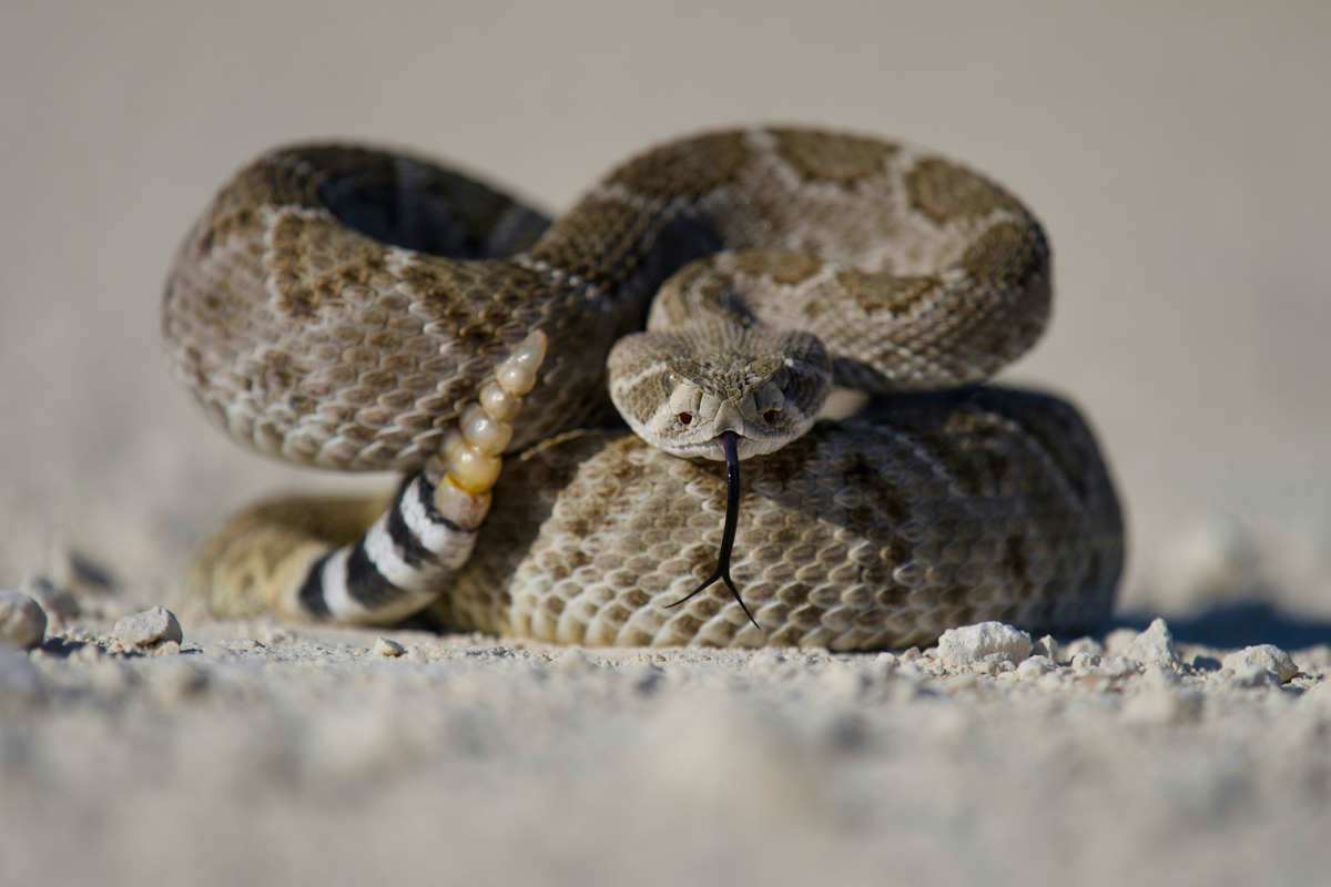 A close-up image of a coiled up rattlesnake on the ground.