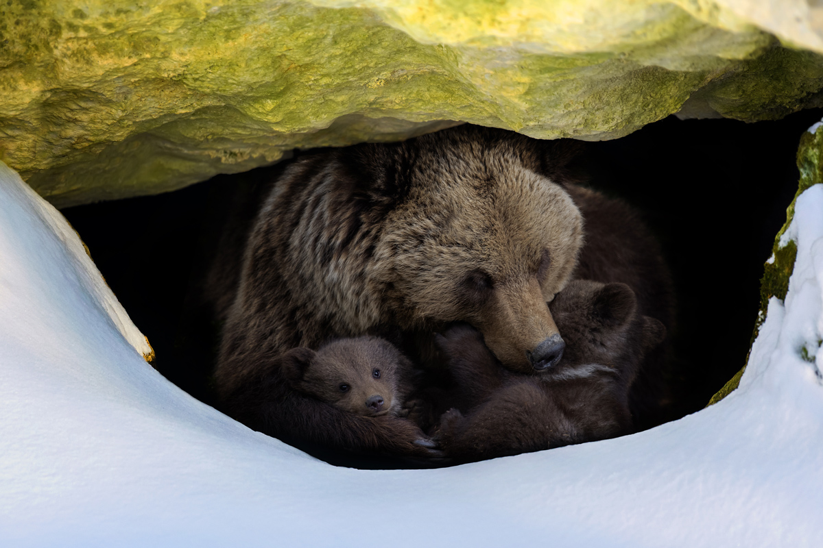 A close-up image of a brown bear in a cave with two cubs