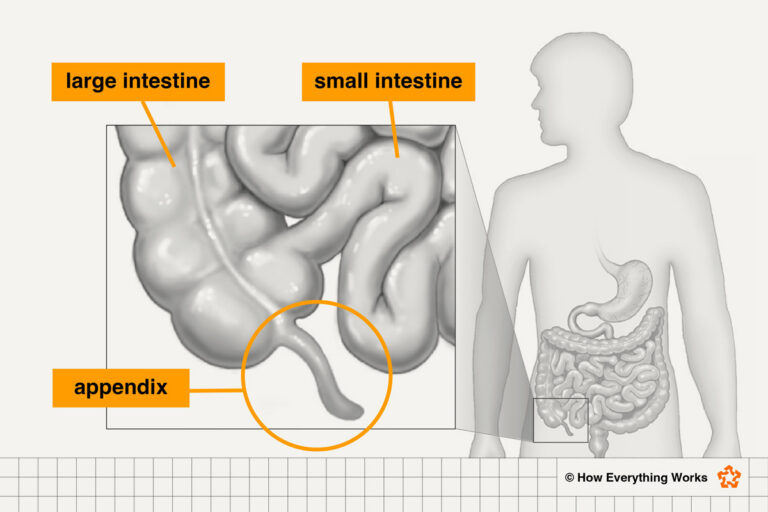 Appendix One Ric's What Does the Appendix Do? | How Everything Works