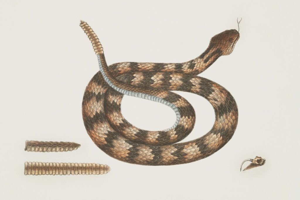 Illustration of a rattlesnake and its rattle