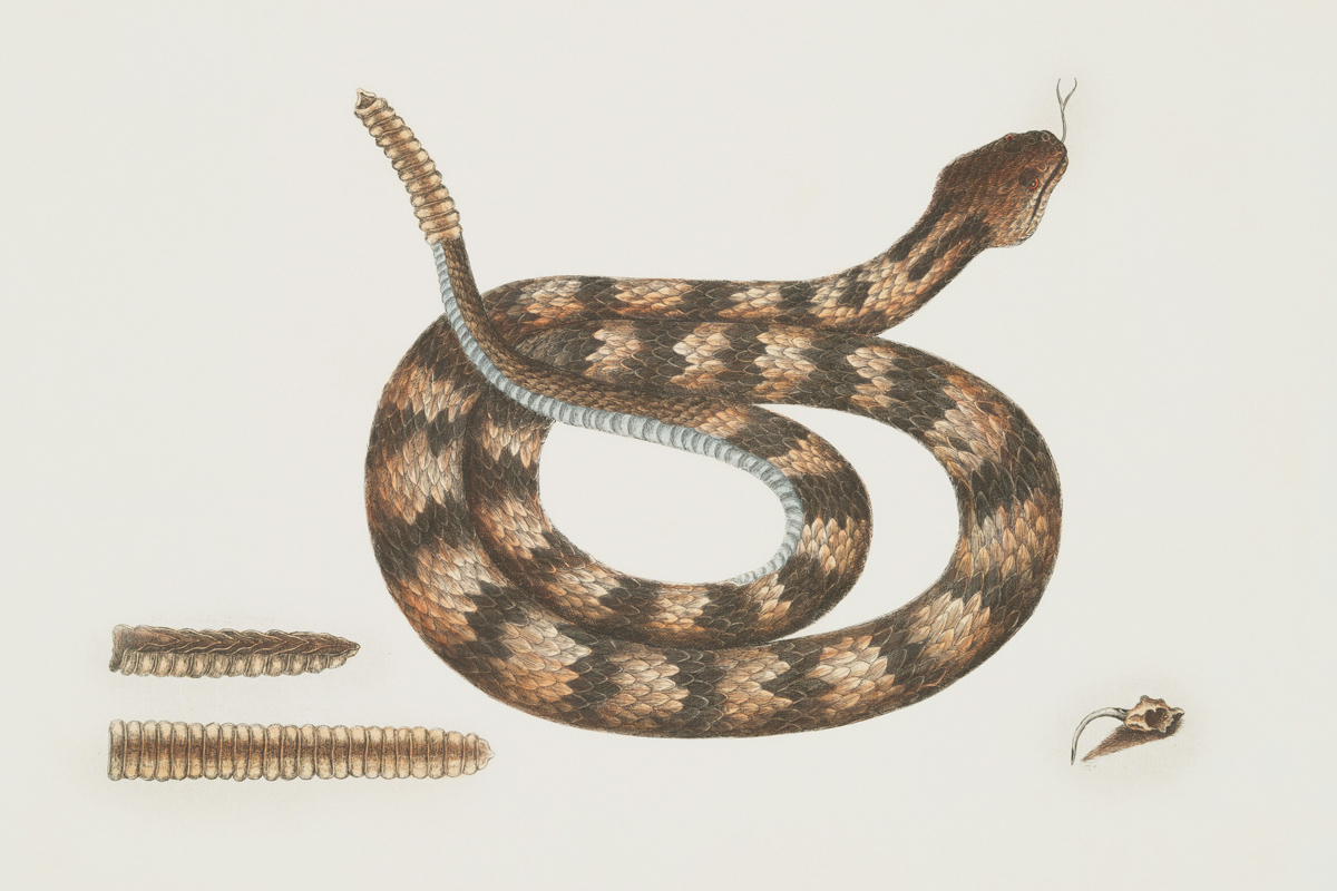 Inside a Rattlesnake's Rattle | How Everything Works
