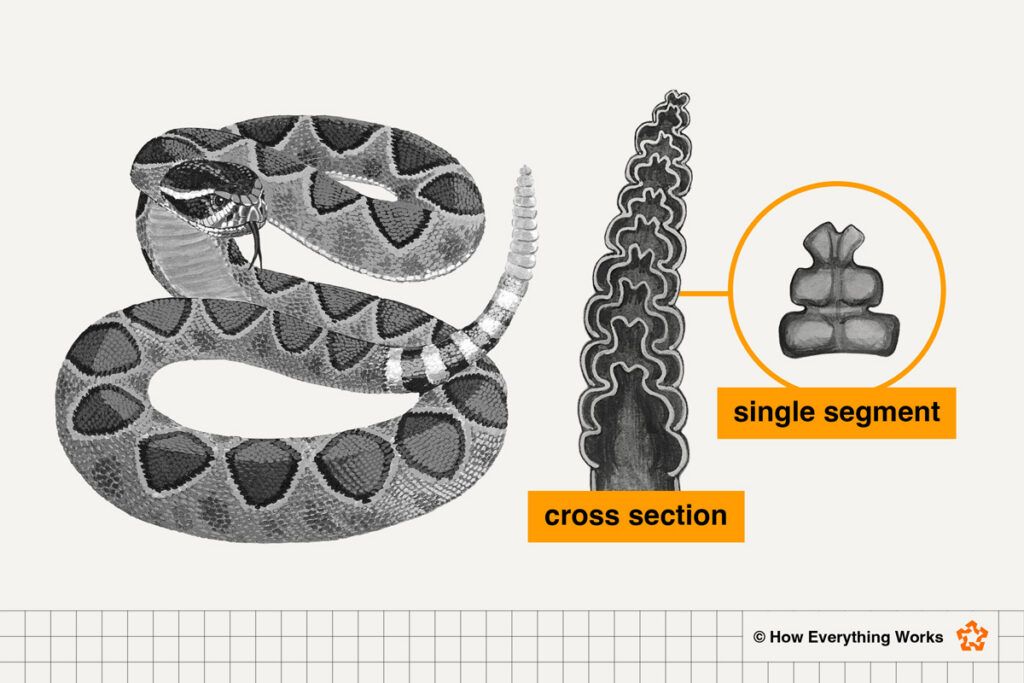 Illustration of a cross section of rattlesnake's rattle
