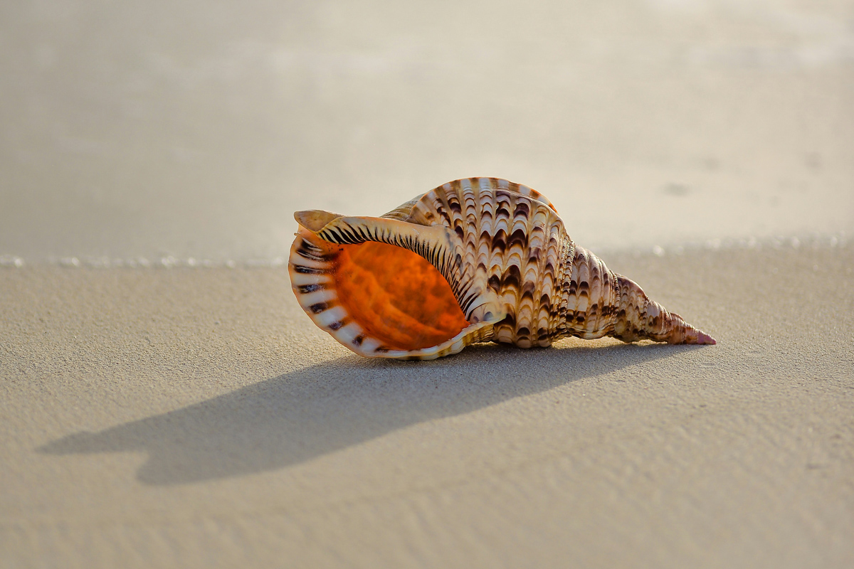 Conch shell on the beach