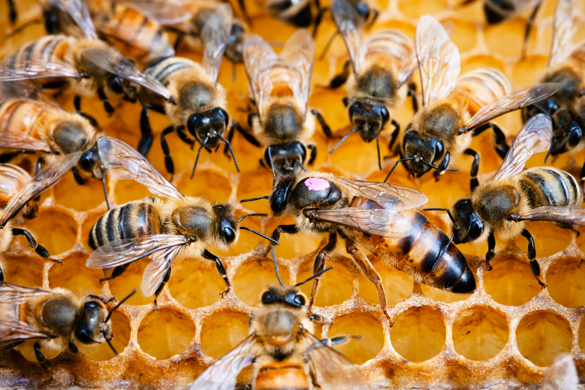 Bees around their queen