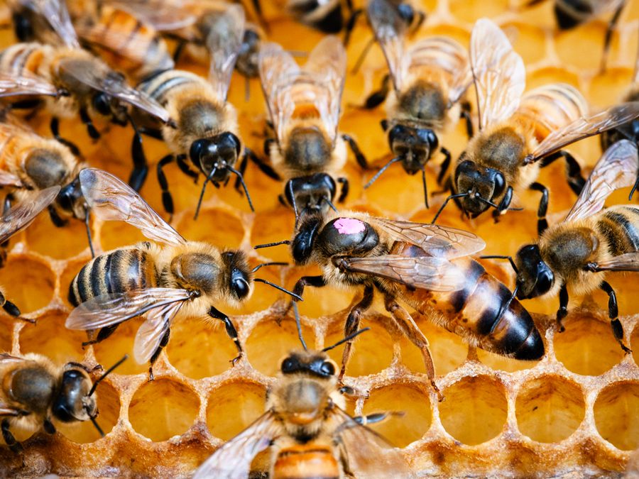 Bees around their queen