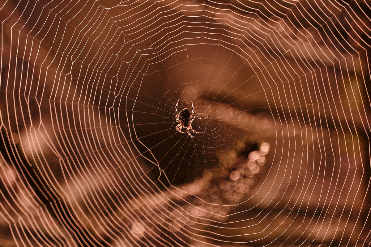 Spider in the middle of its web