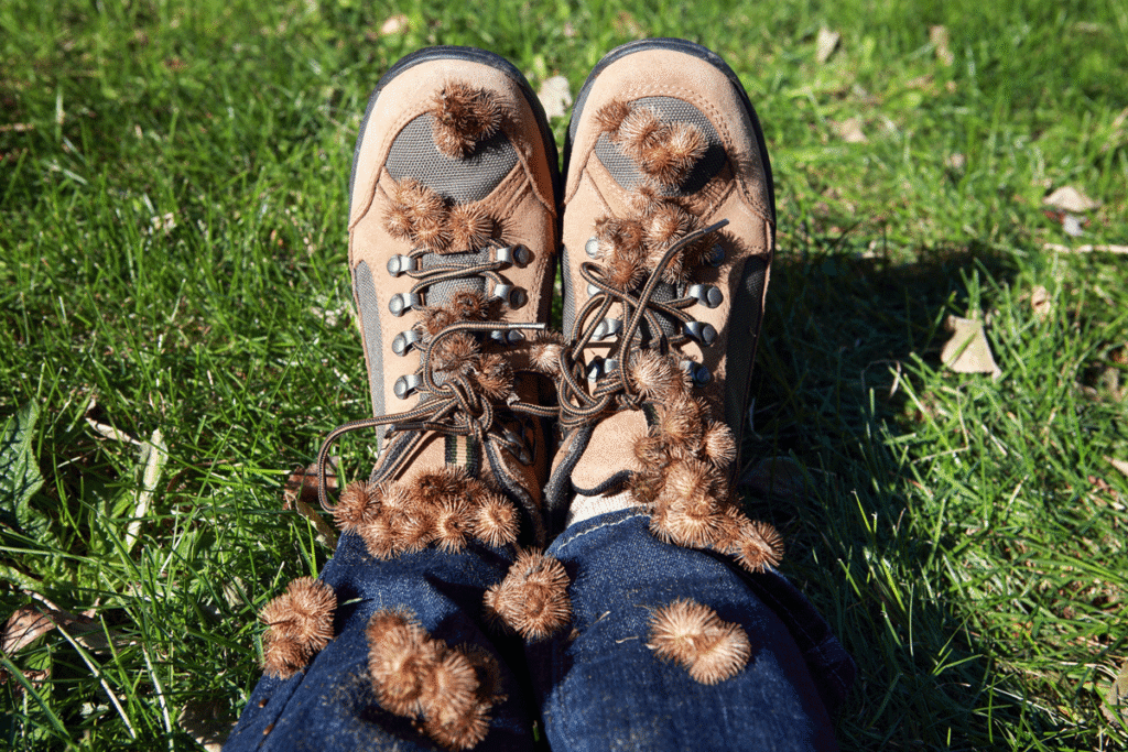 Burdock burrs resting on a pair of boots