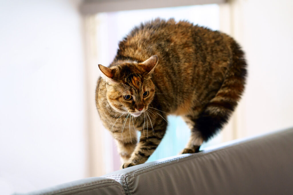 Cat arching its back