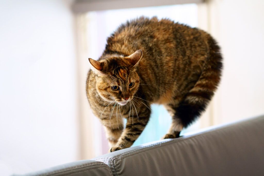 Cat arching its back